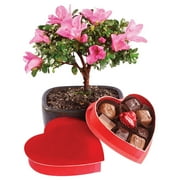 Brussel's Satuski Azalea Bonsai - Small - with Medium Chocolate