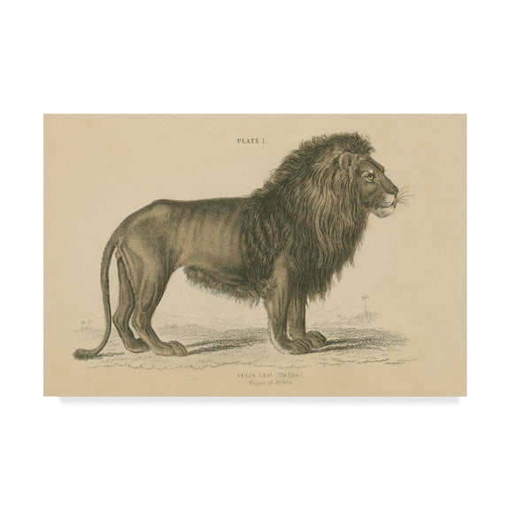 Trademark Fine Art 'Vintage Lion' Canvas Art by Wild Apple Portfolio