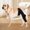 Large, variant on Pet Dog Knee Brace Anti-Wear Support, Leg Joint Fracture Fixer with Stiffening Strips for Injury Care, XL