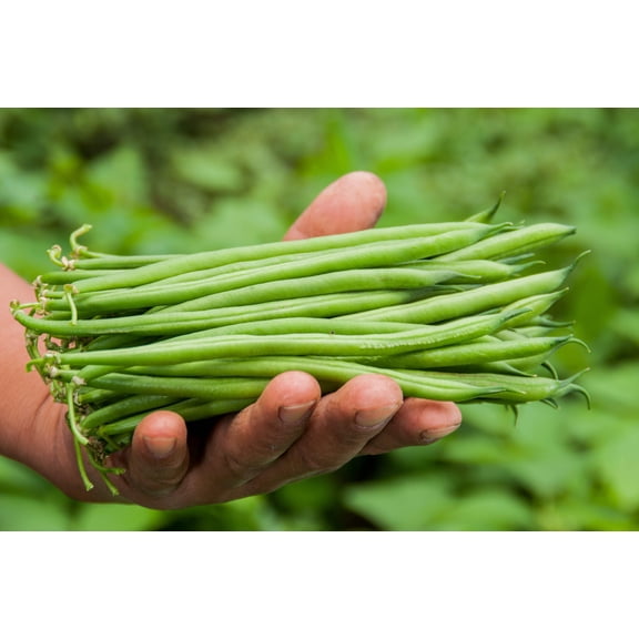 50 Seeds FRENCH Blue Lake POLE BEAN Phaseolus Vulgaris Vegetable Seeds