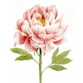 thumbnail image 2 of Popp, Grace 15x18 White Modern Wood Framed Museum Art Print Titled - Watercolor Peony II, 2 of 4