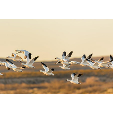 New Mexico, Bosque Del Apache Natural Wildlife Refuge. Mixed Geese Flying Print Wall Art By Jaynes (Best Wildlife Refuges In Us)