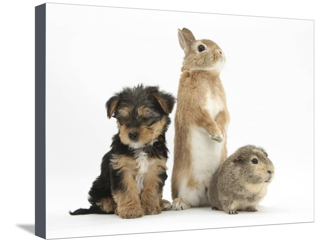 dwarf yorkshire terrier