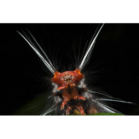 Caterpillar Oxford - Wild Silk Moth Caterpillar, Yasuni NP, Amazon Rainforest, Ecuador Print Wall Art By Pete Oxford