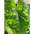 thumbnail image 4 of Blue Buddha Farm: Frog in a Blender Caladium (2 Bulbs) - Easy to Grow Indoor or Outdoor Perennial Plant, 4 of 18