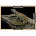thumbnail image 3 of Uromastyx Ornata Ornate Mastigure, Ornate Dabb Lizard, Framed Art Print Wall Art by Paul Starosta Sold by ArtCom, 3 of 6