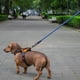 thumbnail image 4 of Correa de Entrenamiento para Perro Mr. Pets Resistente azul Unitalla, 4 of 7