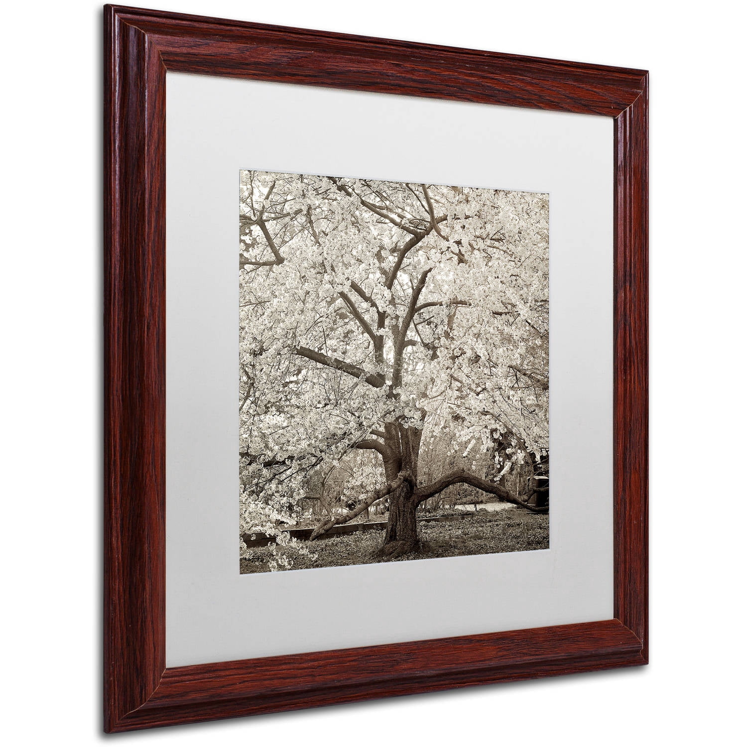 Trademark Fine Art "Hampton Magnolia II" Canvas Art by Alan Blaustein, White Matte, Wood Frame