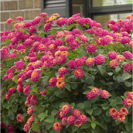 Pack 2 Athens Rose Lantana Plants Live Lantana Camara Seedings Bicolor Perennial Flowering Plants 4-7 Inch Tall, Ship No Pot