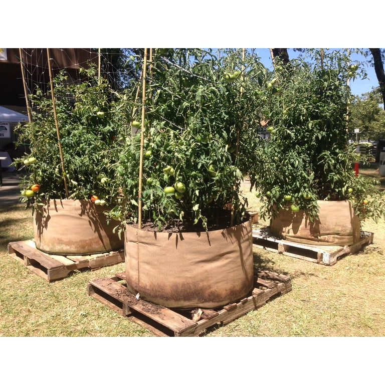 pot fiddle leaf fig Fiddle Leaf Fig for Sale main image 1