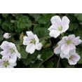 thumbnail image 2 of Fairy White Erodium - White Cranesbill / Alpine Geranium -2.5" Pot - Fairy Garden, 2 of 3