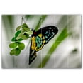 thumbnail image 1 of Picture-Tiles.com: Butterfly Ceramic Tile Wall Mural WAL500311-64S. 25.5"W x 17"H using (24) 4.25" x 4.25" Ceramic Tiles-Satin Finish, 1 of 3