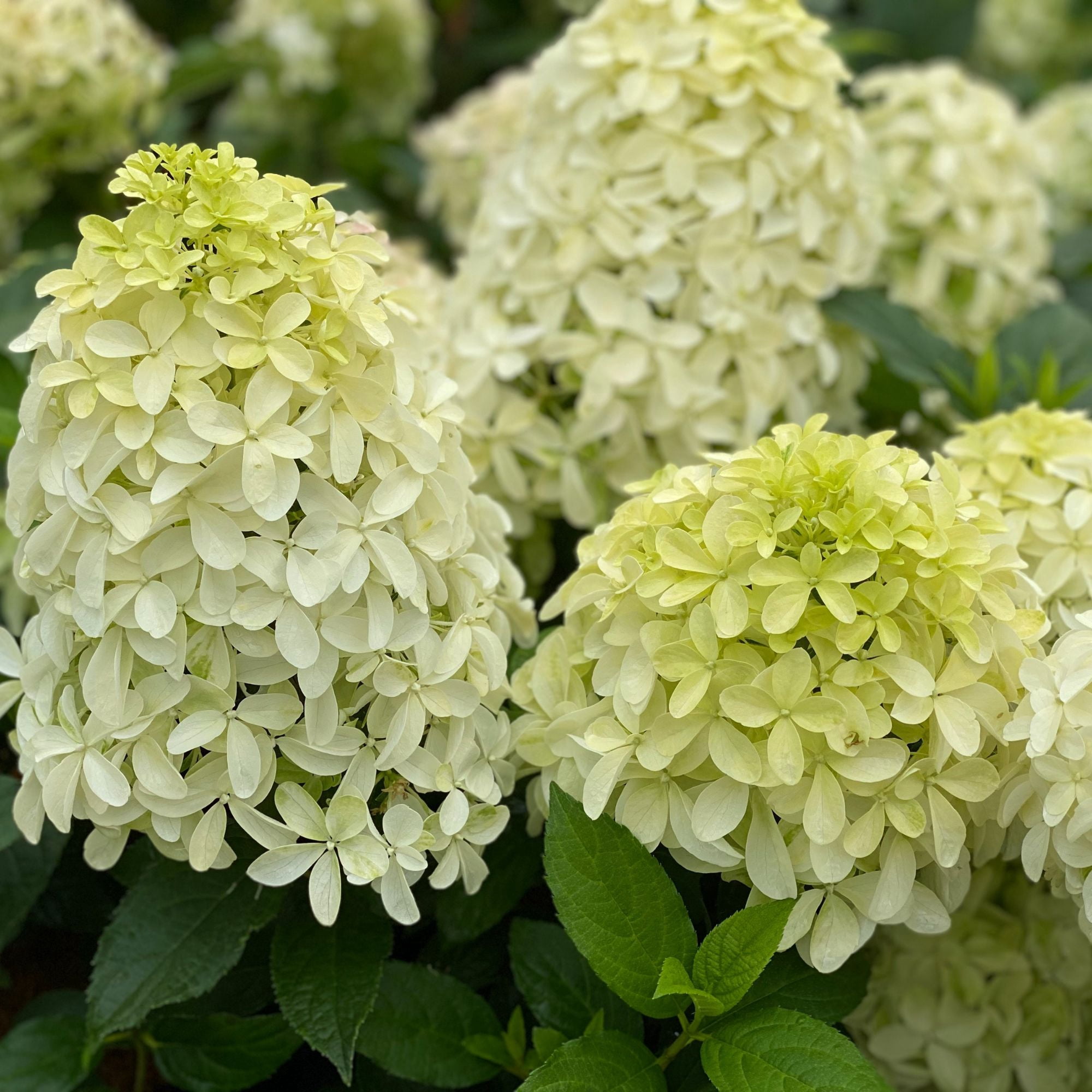 Proven Winners ColorChoice Quick Fire Fab Hydrangea (5 Gallon)