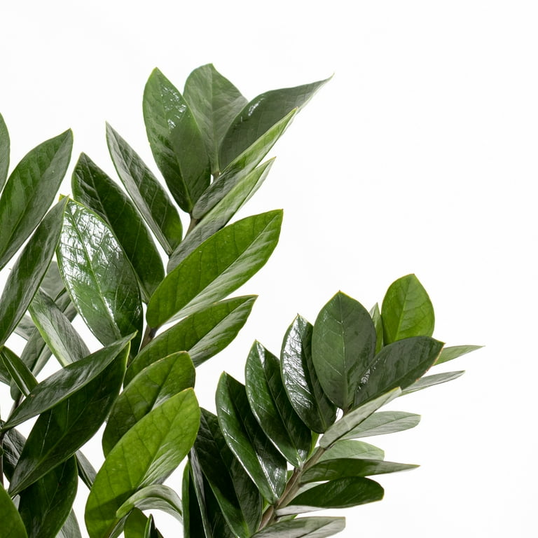 United Nursery Live ZZ Plant 12-16 inches Tall in 6-inch Grower Pot Indoor  Low Light - Walmart.com