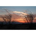 thumbnail image 2 of Erin Berzel 40x28 Gallery Wrapped Canvas Wall Art Titled - Ocotillo Cactus III, 2 of 4