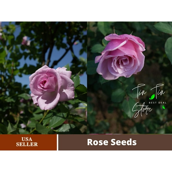 30 Rare Seeds-Light Purple Rose Seed-#1084-Authentic Seeds-Flowers-Seeds-Rose seeds-Herb seeds-Vegetable Seeds-Mix Seeds for Plant- B3G1