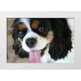 thumbnail image 3 of Karyn Millet 18x13 White Modern Wood Framed Wall Art Titled - King Charles Spaniel, 3 of 5