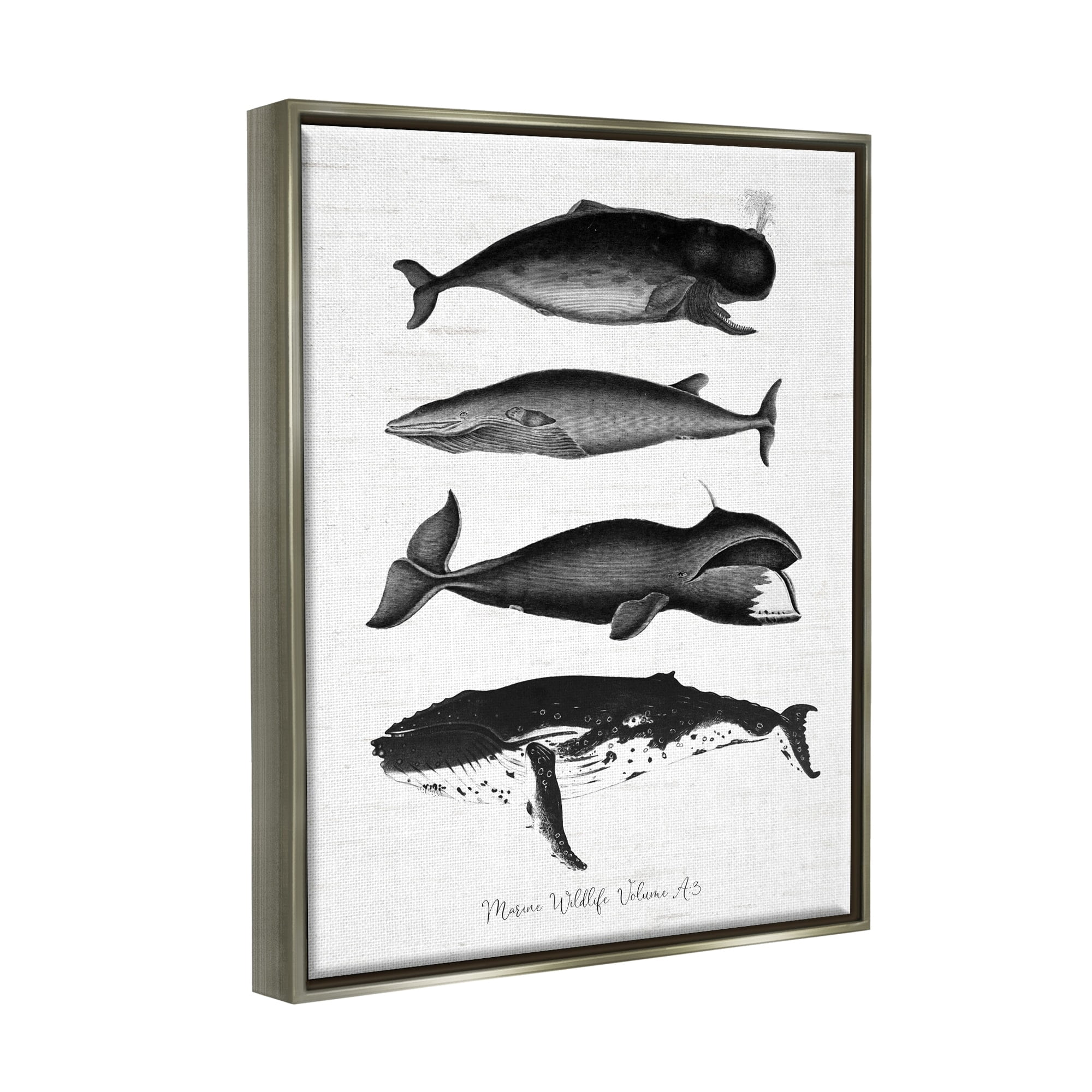 Stupell Industries Marine Wildlife Whales Drawings Diagram Weathered Pattern Graphic Art Luster Gray Floating Framed Canvas Print Wall Art, Design by Lettered and Lined