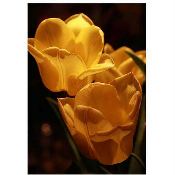 Trademark Fine Art "Tulips XI" Canvas Art by Martha Guerra, 22x32