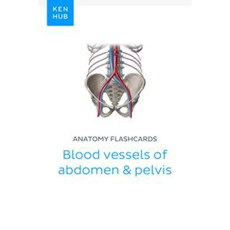 Anatomy flashcards: Blood vessels of abdomen & pelvis -