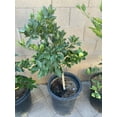 thumbnail image 6 of Red Mineola Tangelo Honeybell Tree GRAFTED . Citrus Manderian Fruit. 2-4 ft. we ship to all states, 6 of 6