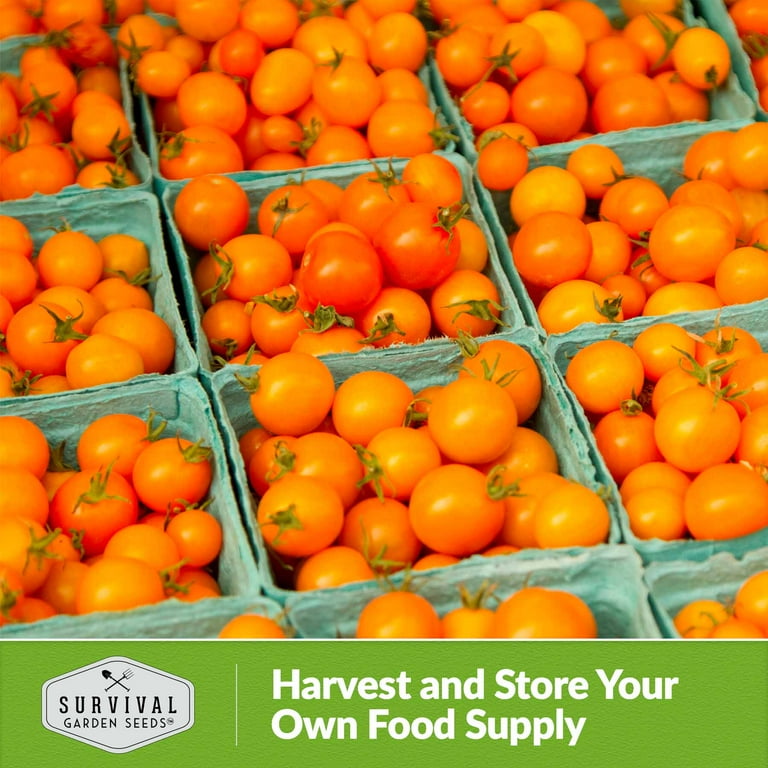 5 packs Orange Cherry Tomato Seed - Non-GMO Heirloom Annual
