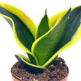 thumbnail image 5 of Black Gold Snakeplant, Green and Yellow Snake Plant, Variegated Sansevieria trifasciata, 5 of 9
