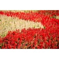 thumbnail image 4 of 100 MIXED COLORS SALVIA Splendens Red Purple White Pink Sage Flower Seeds, 4 of 9
