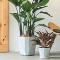 thumbnail image 3 of Maceta con orificios de drenaje, maceta decorativa con plato a juego, maceta moderna para uso interior y exterior, Pothos Aloe, 3 of 8