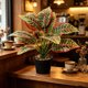 thumbnail image 5 of Artificial Plant in Pot Fake Tree Trunks Leaves Faux Potted for Indoor Outdoor Modern Decoration Home Office Living Room Bedroom Balcony Housewarming Gift, 5 of 6