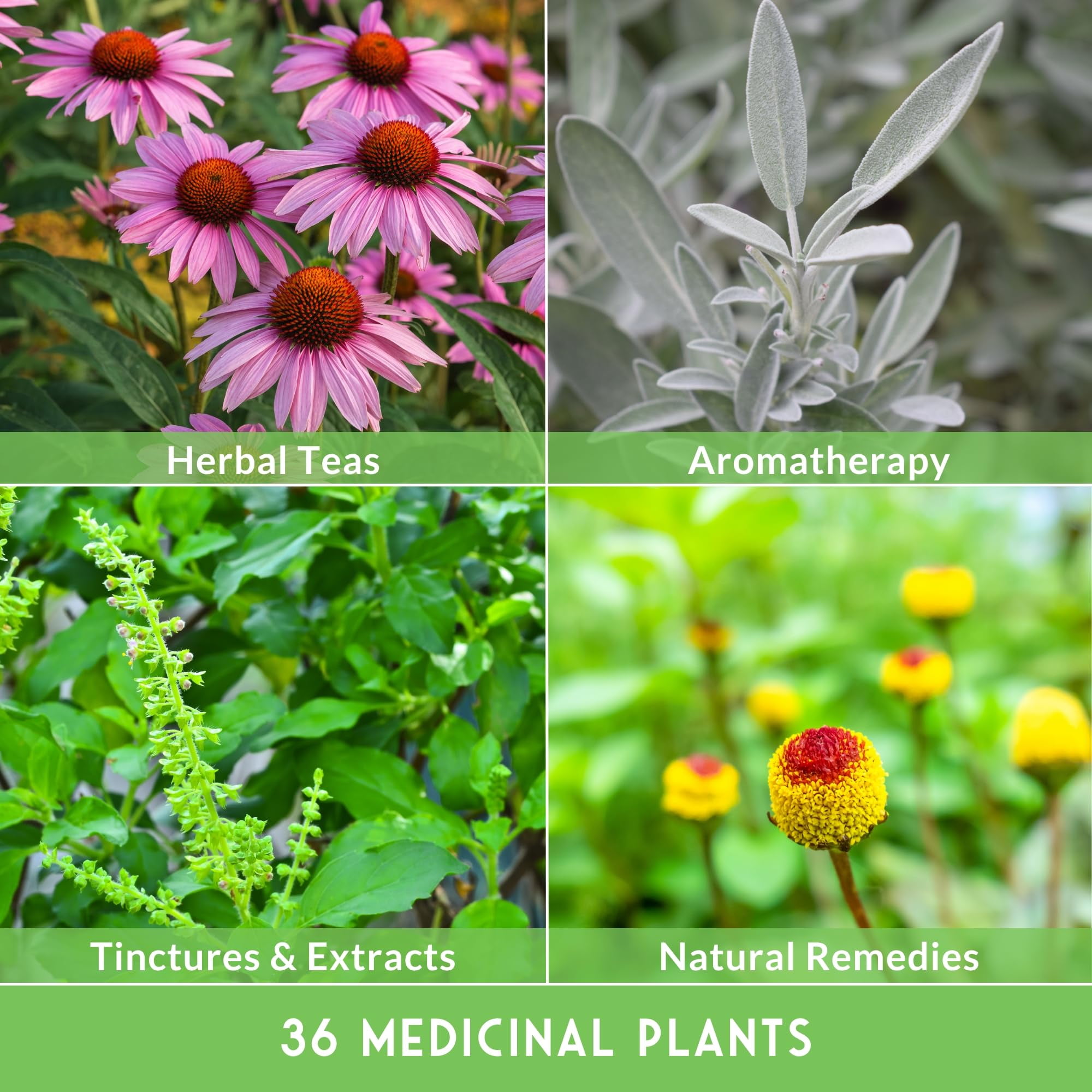 36 Pack Ultimate Medicinal Herb Seed Collection - Full Sun Perennials & More