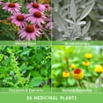 thumbnail image 3 of 36 Pack Ultimate Medicinal Herb Seed Collection - Full Sun Perennials & More, 3 of 10