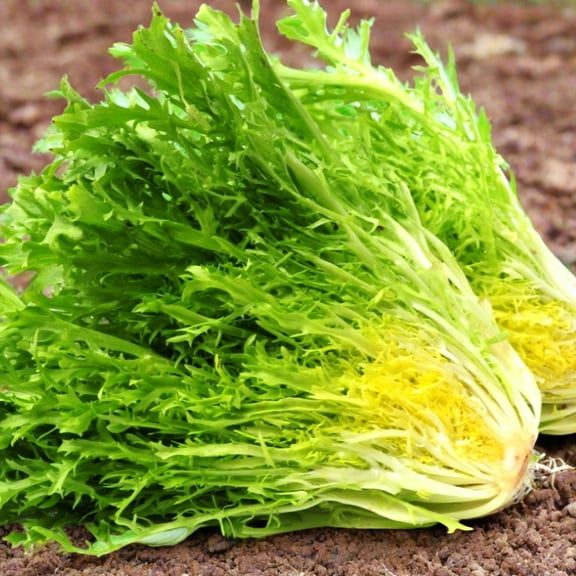 TomorrowSeeds - Frisee Endive Seeds - 1000  Count - For 2026 Planting Yellow Green Chicory Curly