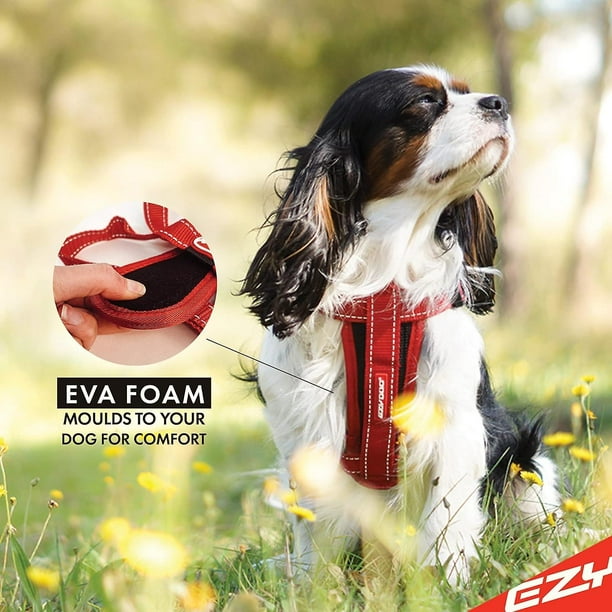 Dog harness for cavalier king charles spaniel sale