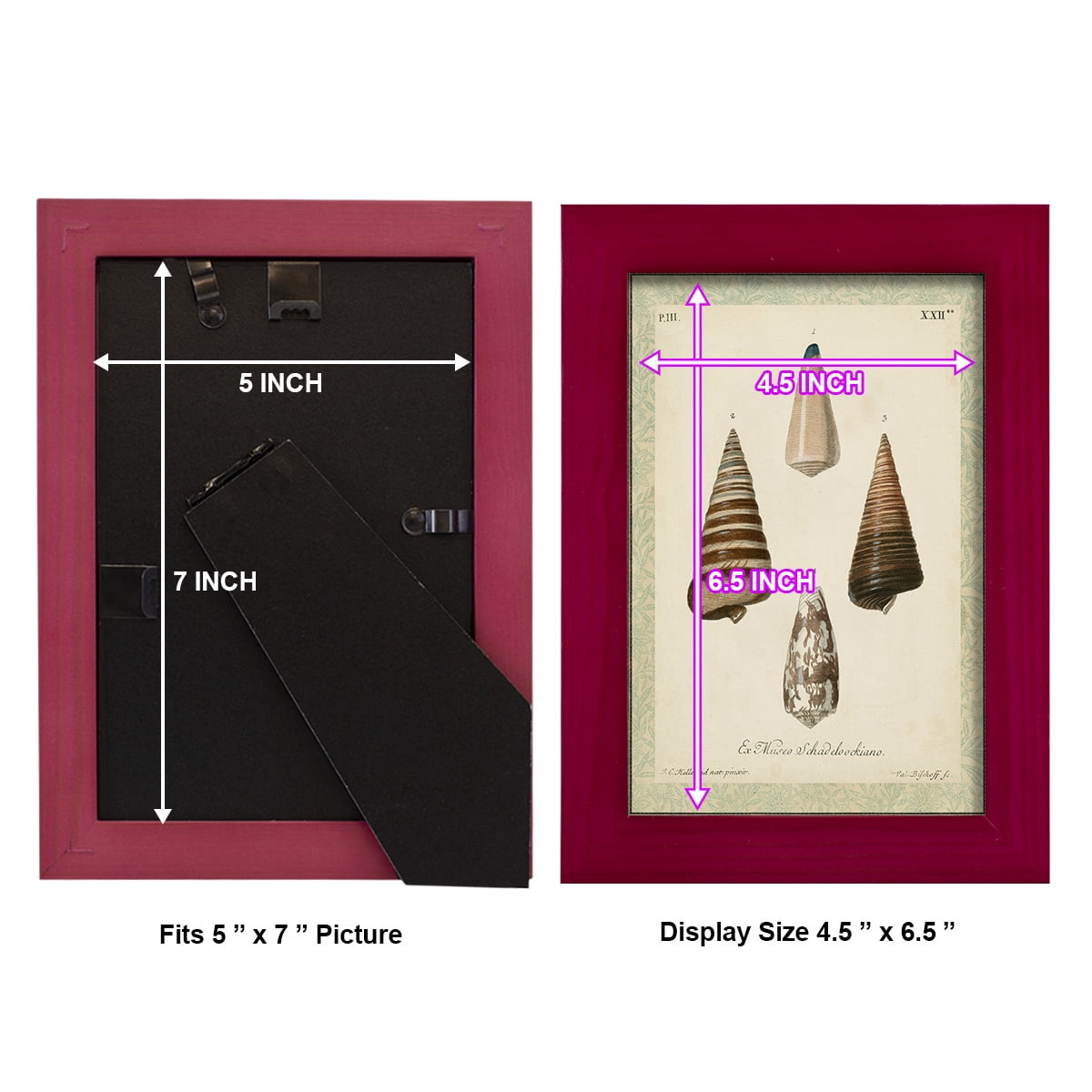Bookplate Shells VI - Framed Print w/glass - Cherry Red