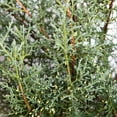 thumbnail image 5 of Expert Gardener Carolina Sapphire Arizona Cypress (2.5 Gallon) Evergreen Tree with Blue-Grey Foliage - Full Sun, 5 of 7