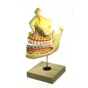 Eisco Labs Upper and Lower Jaw - 4 Times Enlarged - Mounted on stand