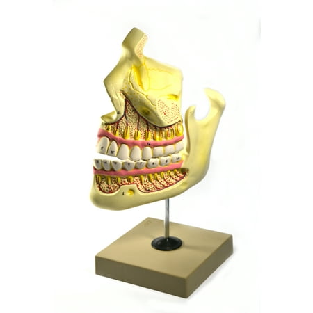 Eisco Labs Upper and Lower Jaw - 4 Times Enlarged - Mounted on stand