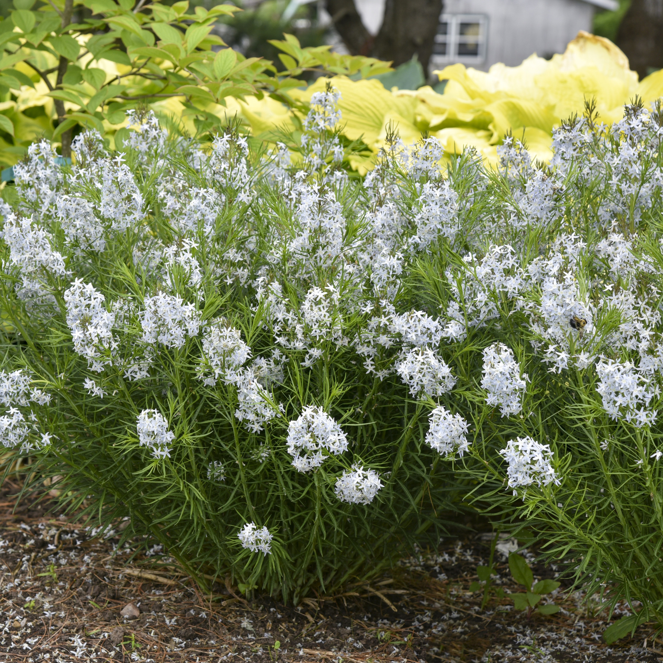 Proven Winners 6" Blue 'String Theory' Bluestar Live Plant in 7.5" Pot