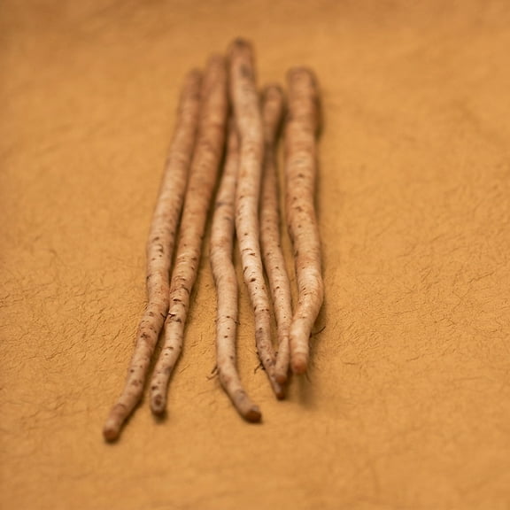 Burdock Seeds - Salada Musume - 1 g Packet ~68 Seeds - Non-GMO, Heirloom - Asian Herb Gardening