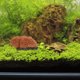 thumbnail image 4 of KAKOWELY Figurilla De Coral Para Acuario Resina Ecológica Y Fácil De Instalar, 4 of 6