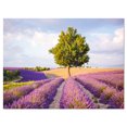thumbnail image 2 of Lonely Green Tree in Lavender Field - Extra Large Landscape Canvas Art, 2 of 3