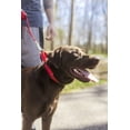 thumbnail image 2 of HSHDLDF Martingale Heavyduty Nylon Dog Collar (Medium, 1 Inch Wide, Red), 2 of 7
