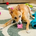 thumbnail image 2 of Dog Toy Squeaky Dog Toothbrush Teeth Cleaning Teething Stick Pet Educational Chewing Toy Helps Dog, 2 of 5