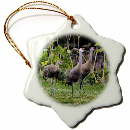 Alaska Christmas Ornament 3dRose Sandhill Crane bird, Homer, Alaska, USA - US02 MHE0050 - Michel Hersen, Snowflake Ornament, Porcelain, 3-inch ()