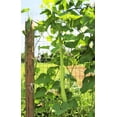 thumbnail image 5 of TomorrowSeeds - Cucuzza Squash Seeds - 10+ Count - For 2026 Planting Lagenaria siceraria Cucuzzi, 5 of 11