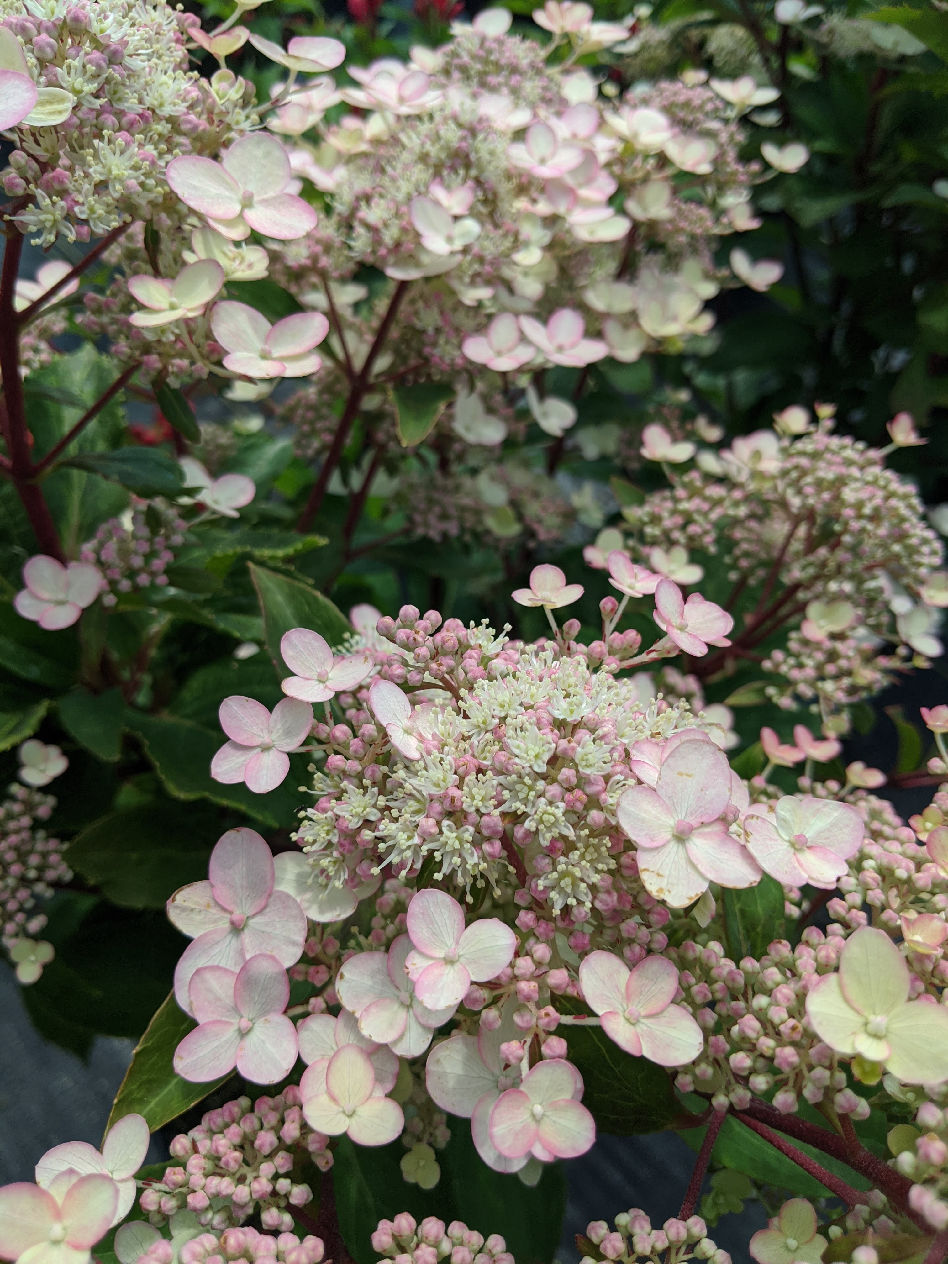 1 gal. Torch Hardy Hydrangea (Paniculata) Live Shrub, Creamy White-Pink Flowers