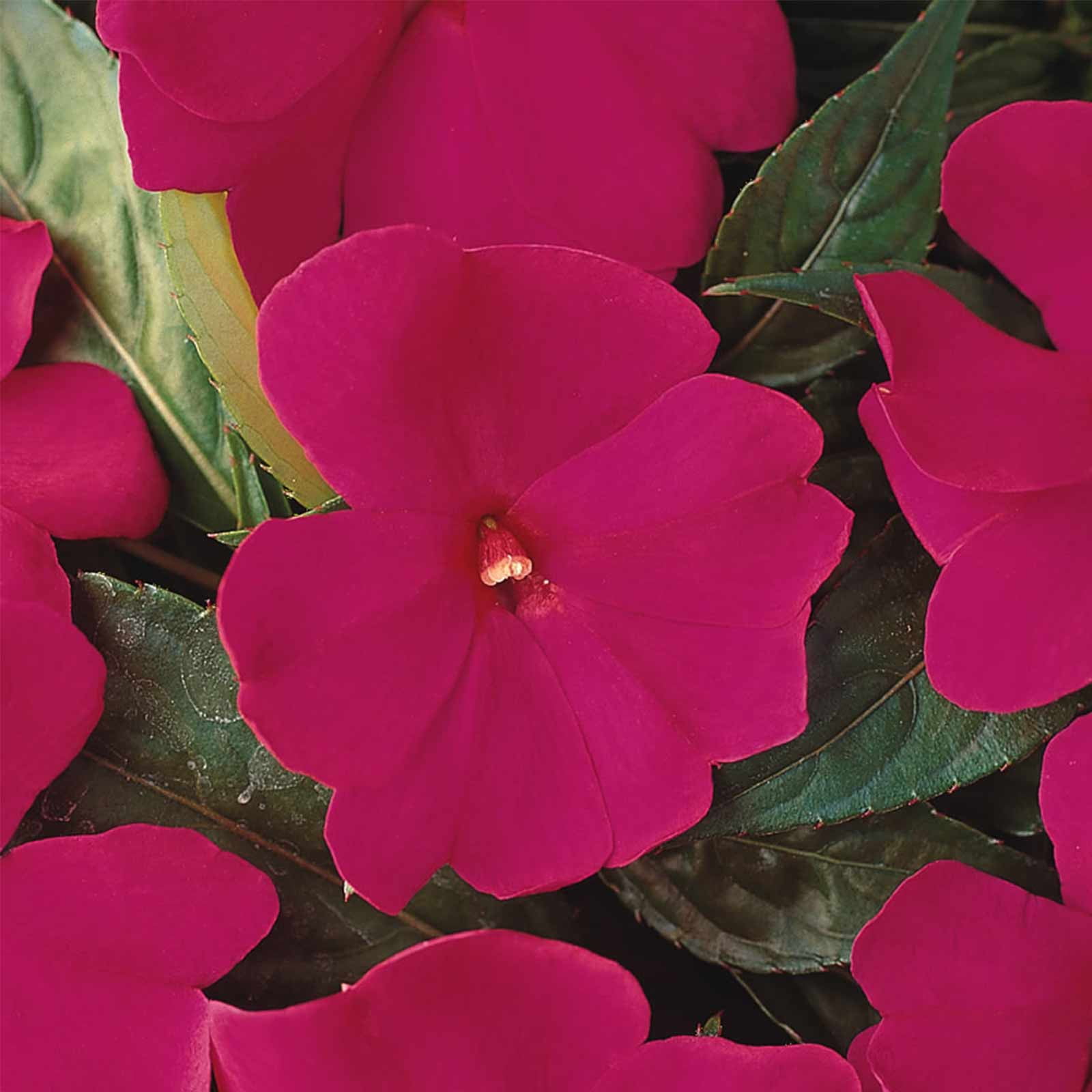 New Guinea Impatiens Flower Garden Seeds F1 Divine Series Violet