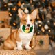 thumbnail image 1 of Pulsera para perro bufanda de lana navideña, correa clida tejida a mano, adorno de Navidad, suave lana, resistente, para paseos, para perros pequeños, foldable, tejido 100% algodn, para, 1 of 6