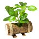 thumbnail image 1 of Macetas de madera creativas, simulación de plantas verdes, bonsái, artículos para el hogar, pequeños adornos, simulación de plantas, hojas impresas en seda., 1 of 5